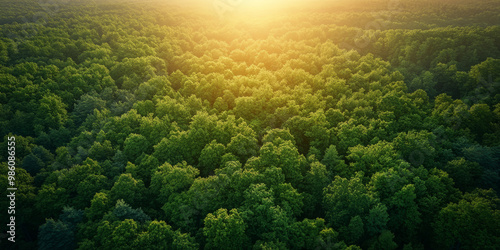 Serene Spring Forest at Sunrise with Soft Golden Light