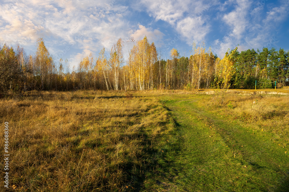 Fototapeta premium A scenic autumn landscape with a grassy path leading through a meadow towards a grove of birch trees with golden foliage. The sky is filled with wispy clouds, creating a serene atmosphere