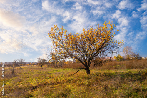 A single tree with golden autumn leaves stands in a serene meadow, surrounded by dry grasses and a picturesque blue sky, with distant urban buildings in the background