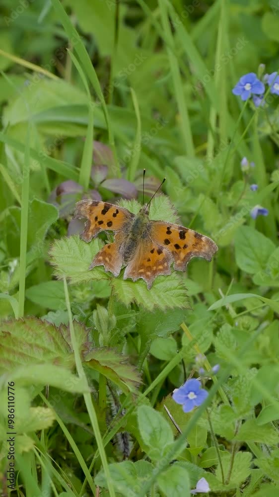 Vertical Video of a Comma Butterfly Vertical Video of a Comma Butterfly