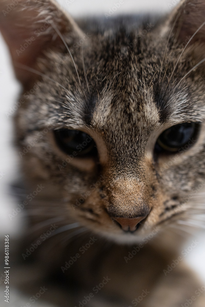 Naklejka premium Śpiący kot