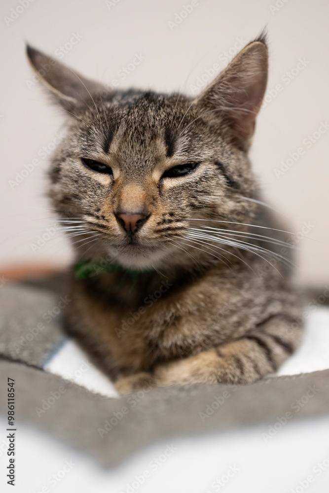 Naklejka premium Śpiący kot