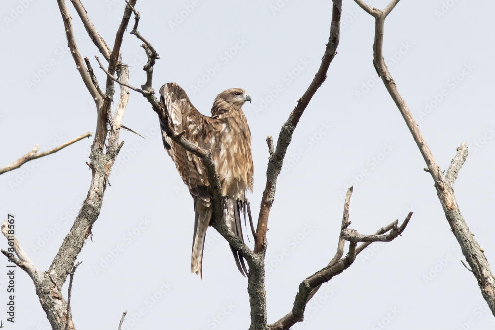 The Japanese black kite (Milvus migrans) is a medium-sized bird of prey belonging to the family Accipitridae. It is widely distributed across Japan. The Japanese black kite (Milvus migrans) is a medium-sized bird of prey belonging to the family Accipitridae. It is widely distributed across Japan.