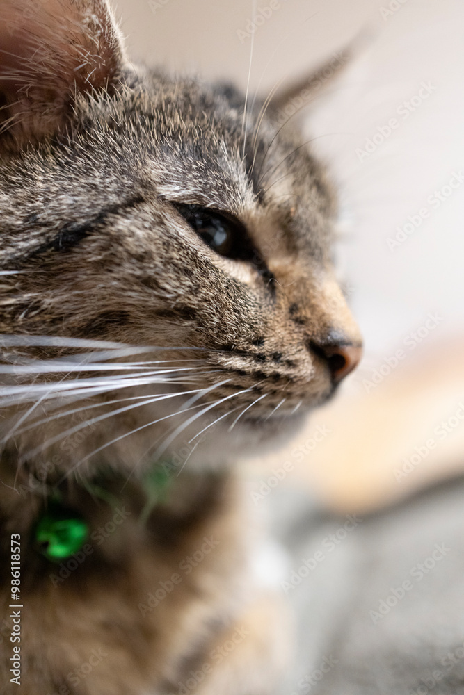 Naklejka premium Śpiący kot