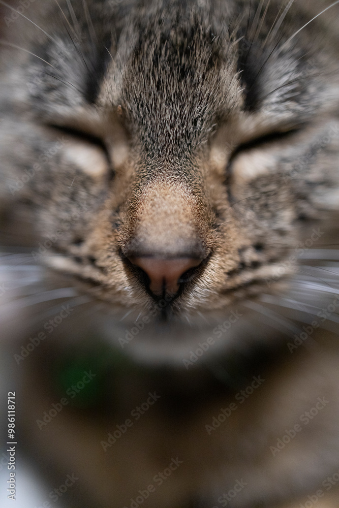 Naklejka premium Śpiący kot