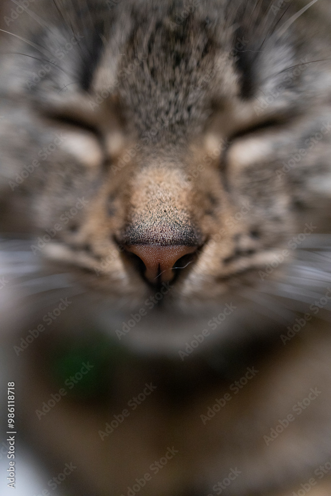 Naklejka premium Śpiący kot