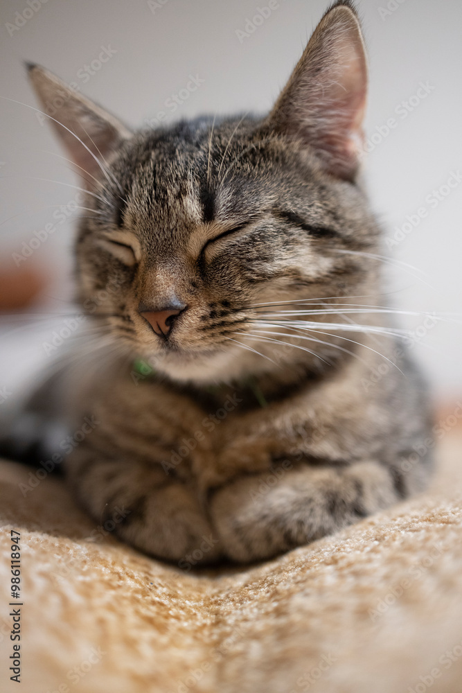 Naklejka premium Śpiący kot