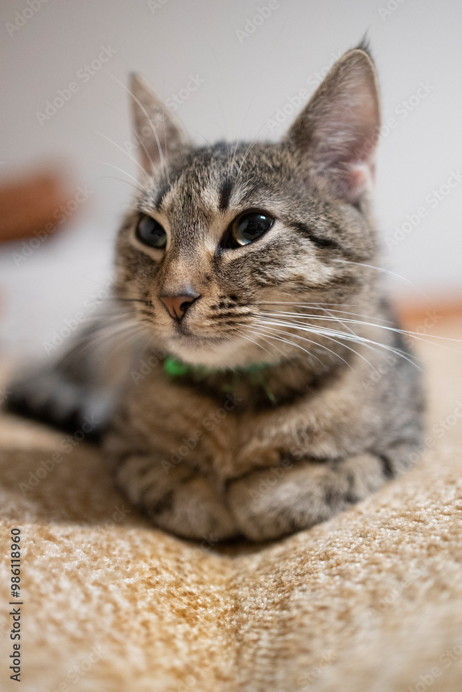 Naklejka premium Śpiący kot