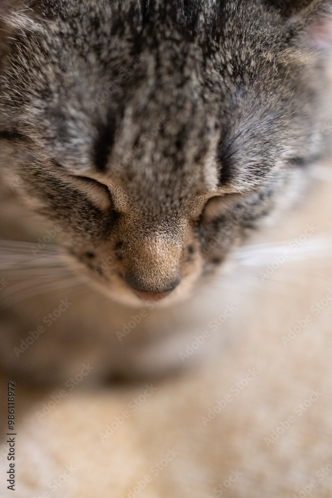 Naklejka premium Śpiący kot