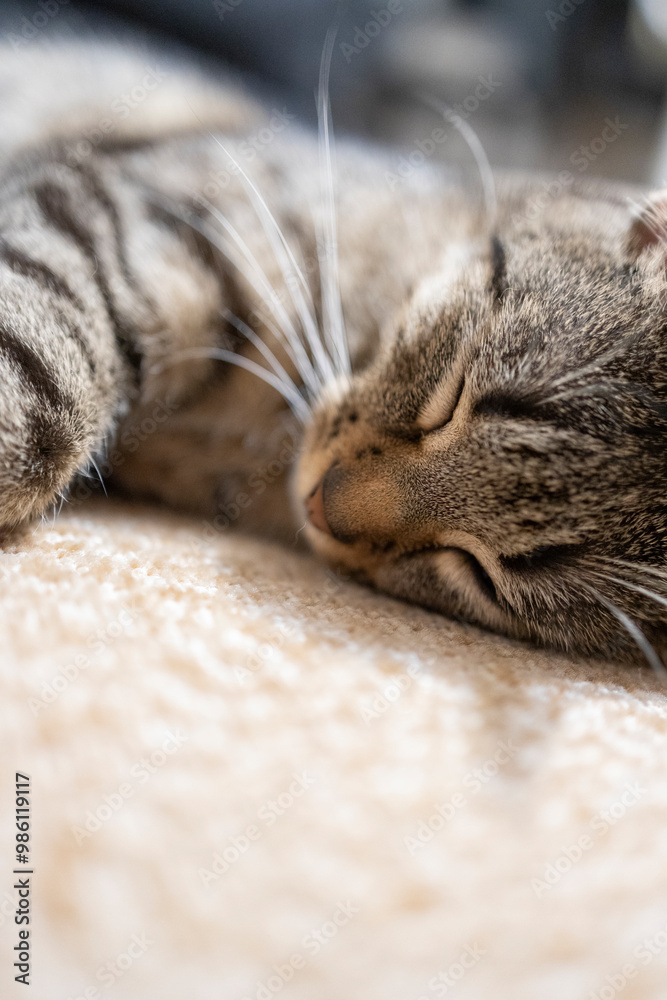 Naklejka premium Śpiący kot