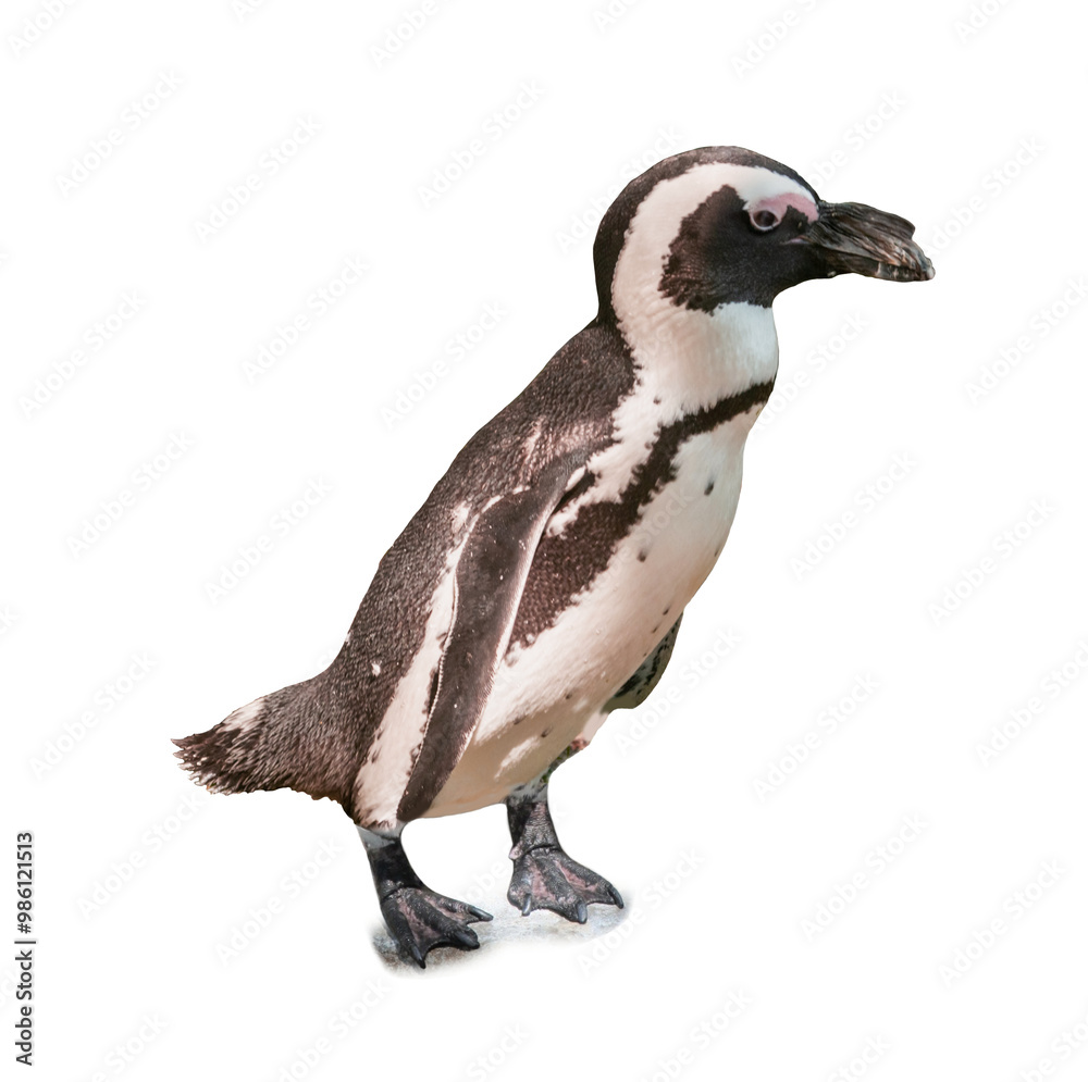 Fototapeta premium African penguin on white background. Exotic bird