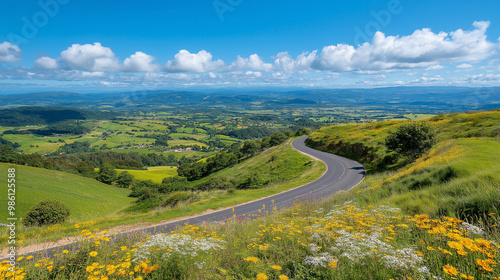 peaceful road with blooming asters along