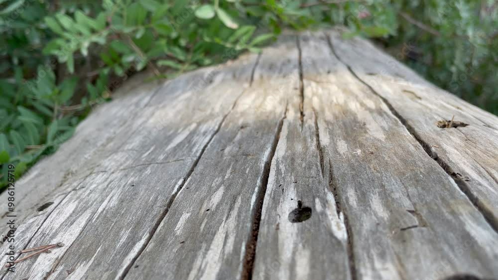 Background. Reclining tree trunk, with green branches on a blurred background.
Background. Reclining tree trunk, with green branches on a blurred background.