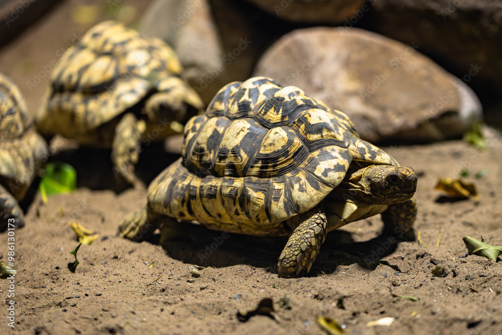 Land tortoise in captivity Land tortoise in captivity