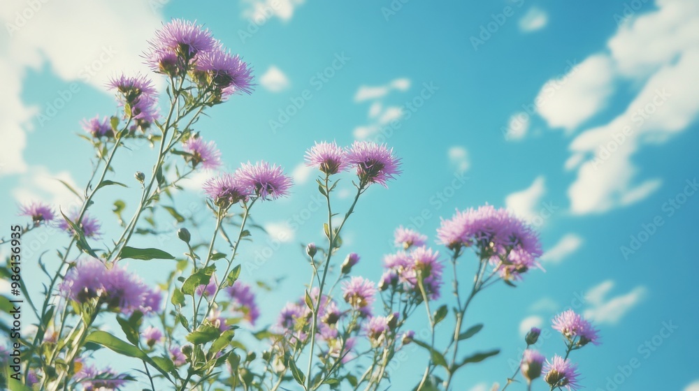 Aster flower upwards. Generative AI Aster flower upwards. Generative AI