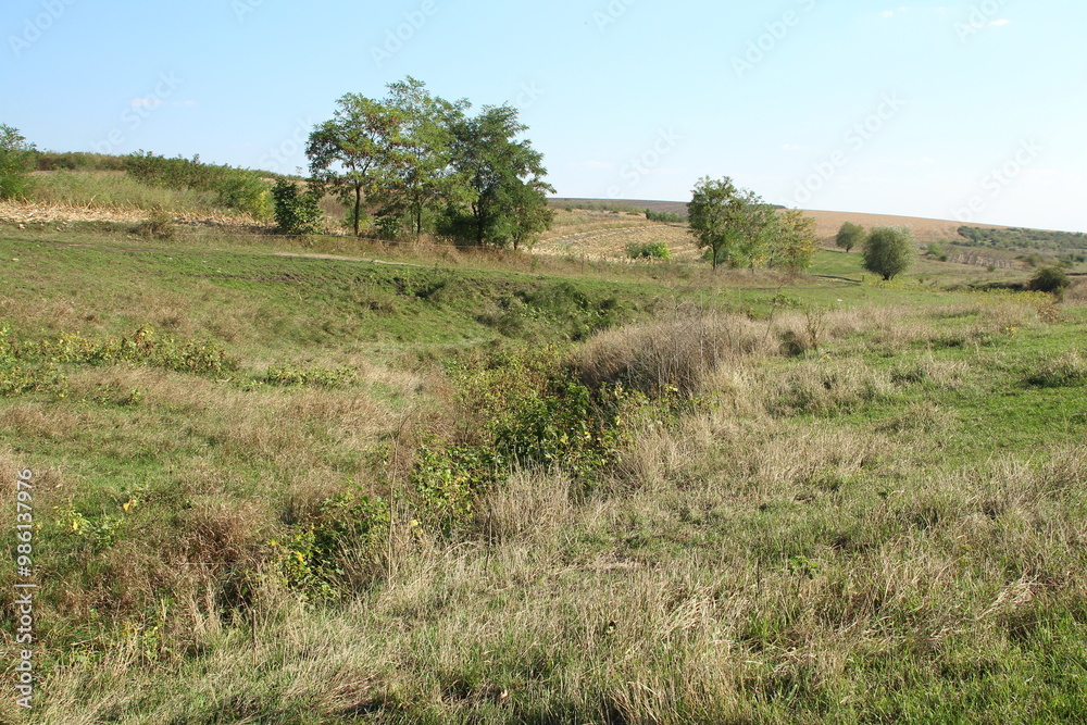 A grassy field with trees in the background A grassy field with trees in the background