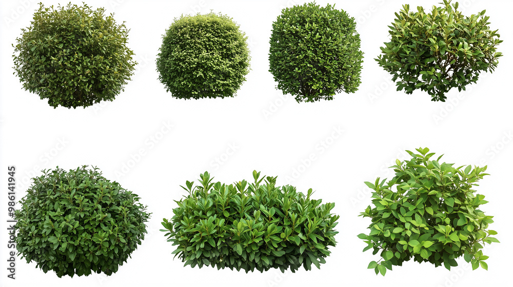 Green Nature Branches, Bushes, and Leaves Isolated on Solid White Background for Natural Design and Botanical Projects