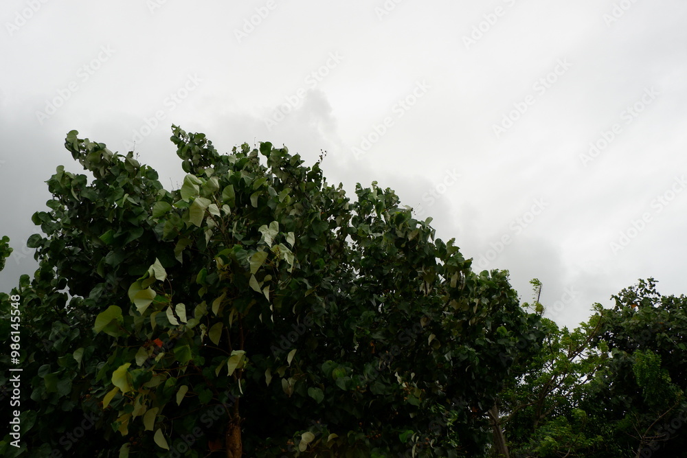 Obraz premium trees and clouds