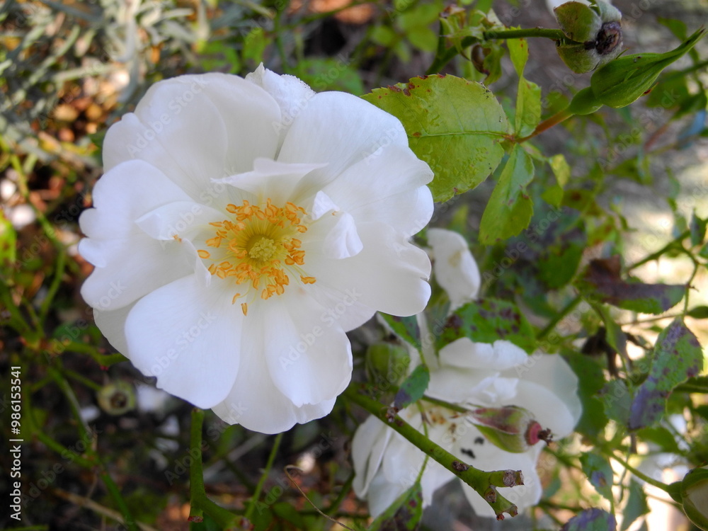 Rosa 'À Feuilles de Chanvre' Rosa 'À Feuilles de Chanvre'