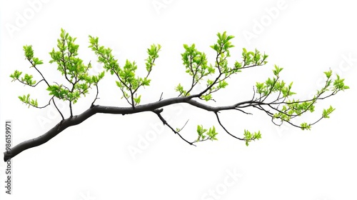 The Serenity of Nature: A Captivating Tree Branch on a Pure White Background