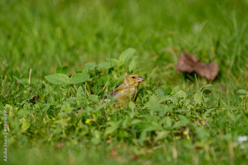 Obraz premium greenfinch bird eating sunflowers and peanuts in the grass