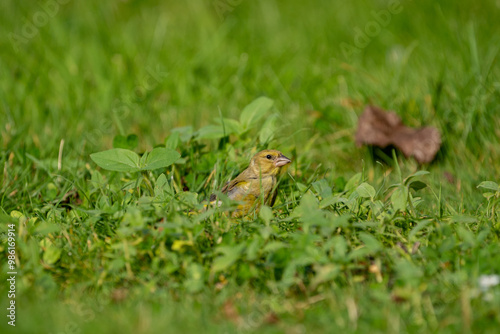 greenfinch bird eating sunflowers and peanuts in the grass photo