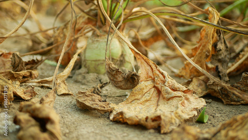 Drought field sugar beet dry land Beta vulgaris altissima garden, very drying up soil cracked close-up, climate change, environmental disaster earth cracks, crop common conditions death plants