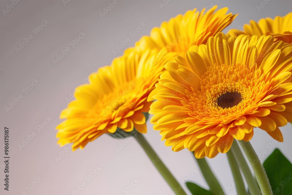 Blooming white Daffodil flowers on grass at the meadow - spring feeling. Beautiful simple AI generated image Blooming white Daffodil flowers on grass at the meadow - spring feeling. Beautiful simple AI generated image