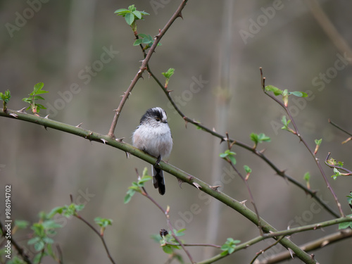 Long-tailed Tit Perched on a Branch photo