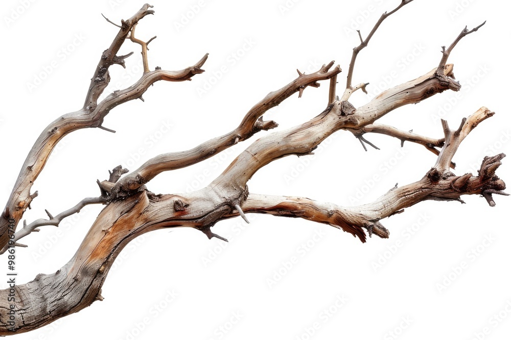 Dry Branches. White Background. Tree Branch Element in Vintage Style Dry Branches. White Background. Tree Branch Element in Vintage Style