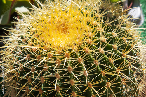 Echinocactus grusonii or Golden barrel cactus. Green with yellow spikes photo