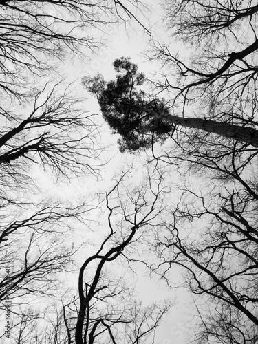 silent Canopy photo