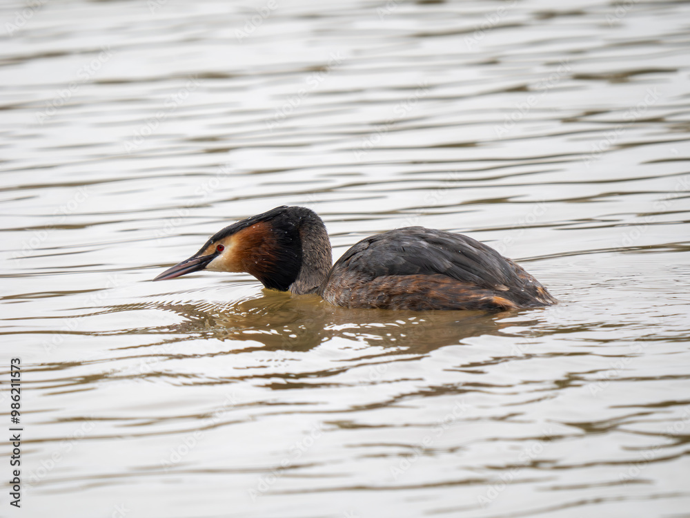 Fototapeta premium Great Crested Grebe on Water