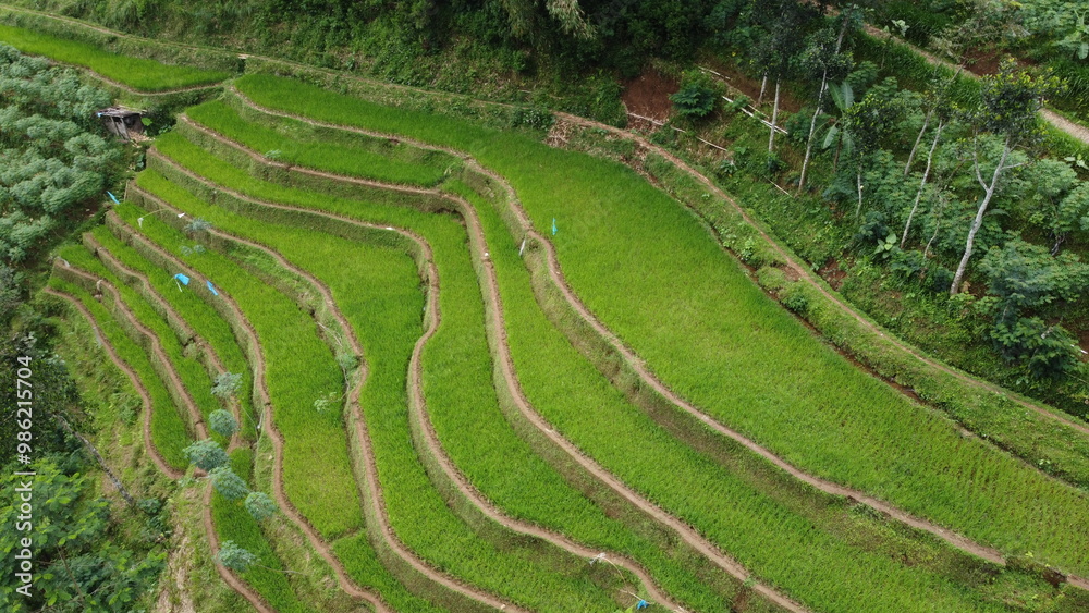 Aerial View Of Green Terracing Rice Fields Aerial View Of Green Terracing Rice Fields