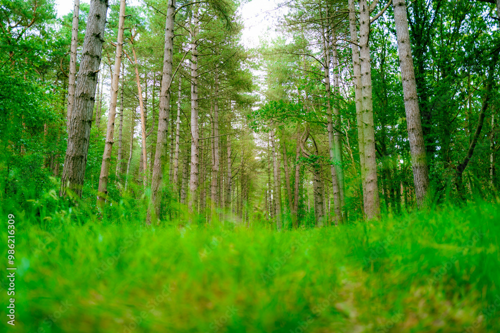 Ground level, ethereal view of a clearing in a large pine forest in the East of England. The area is one of outstanding beauty in the British Isles. Ground level, ethereal view of a clearing in a large pine forest in the East of England. The area is one of outstanding beauty in the British Isles.