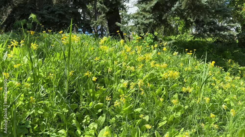Grass  and yellow flowers primula veris cowslip primrose yellow flowers.