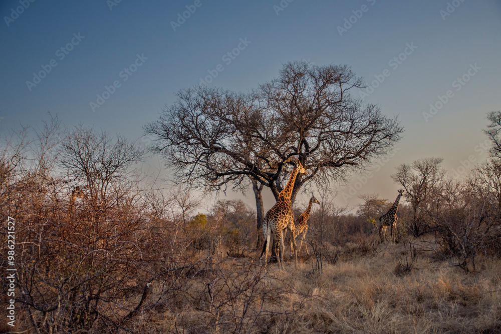 Naklejka premium Giraffe
