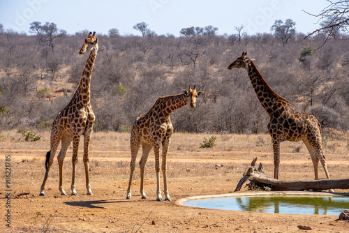 Photography Giraffes at Waterhole