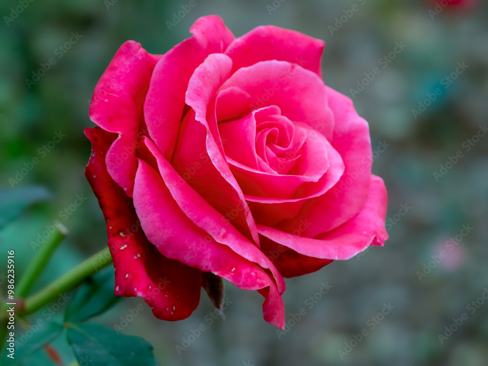 Beautiful deep pink rose bloom, variety Charisma Beautiful deep pink rose bloom, variety Charisma