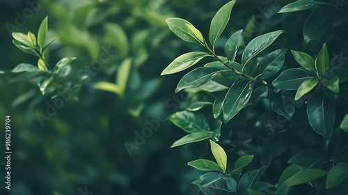 Green Leaves in Nature