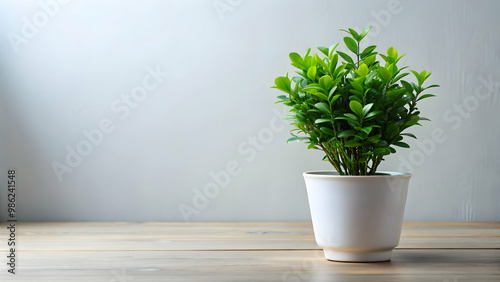 Lush green plant in a white ceramic pot, botanical, greenery, houseplant, indoor, foliage, potted, decor, nature, growth