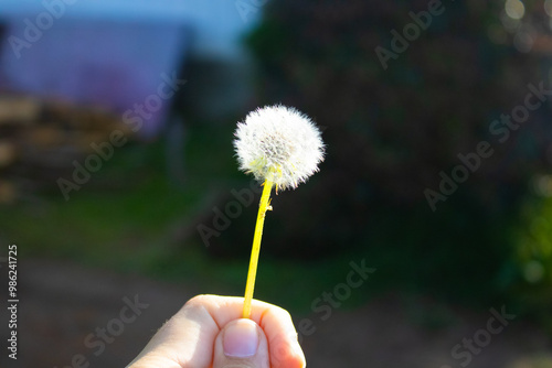 dandelion in the hand