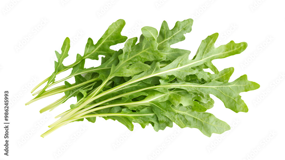 Fresh arugula leaves on transparent background: organic greens for healthy cooking Fresh arugula leaves on transparent background: organic greens for healthy cooking