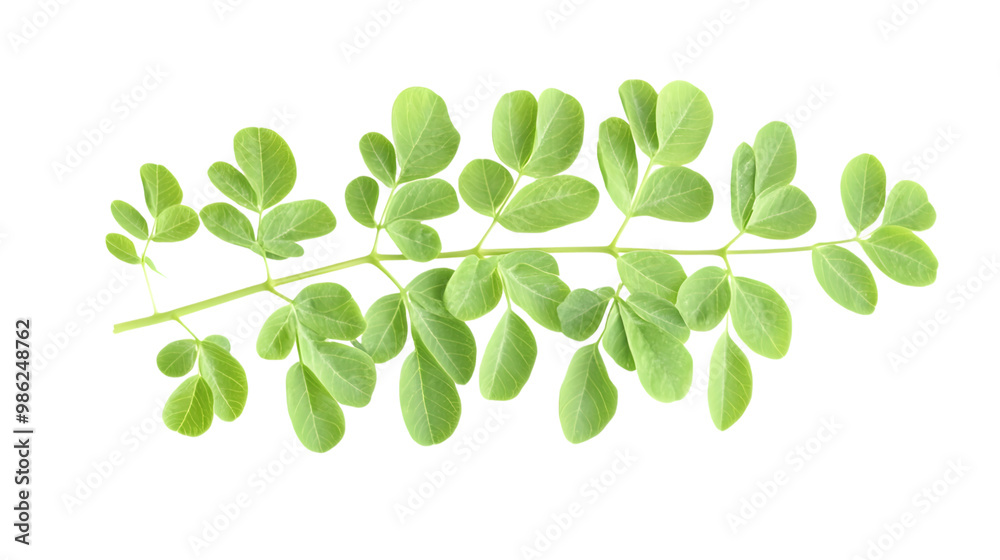 Isolated moringa leaf branch on transparent background highlighting lush green foliage Isolated moringa leaf branch on transparent background highlighting lush green foliage