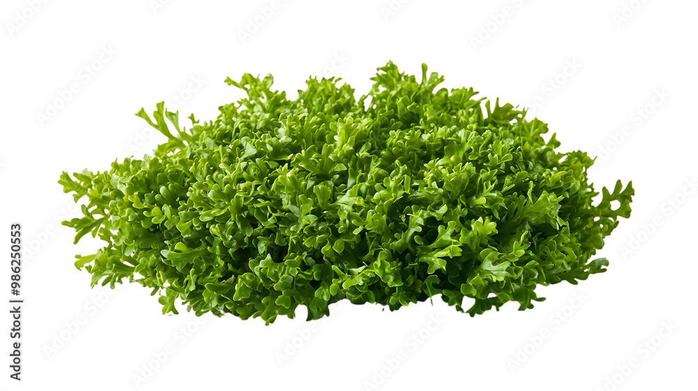 Fresh green parsley leaves isolated on transparent background Fresh green parsley leaves isolated on transparent background
