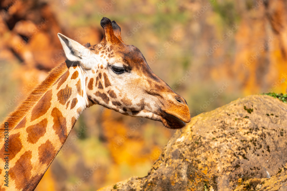 A giraffe is eating grass from a rock A giraffe is eating grass from a rock