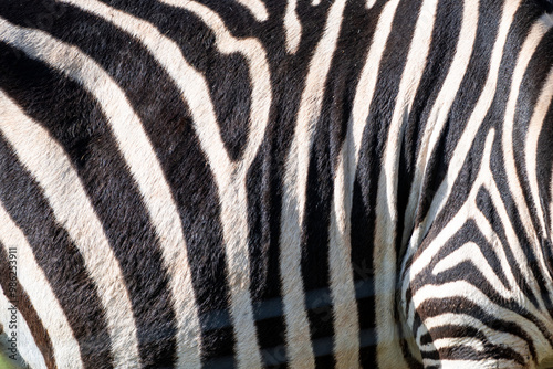 The zebra's stripes are black and white