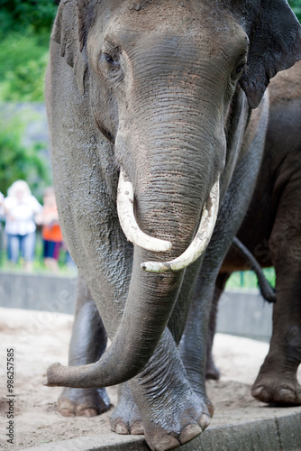 Asian Elephant Walking at Berlin Zoo During a Sunny Day in Germany photo