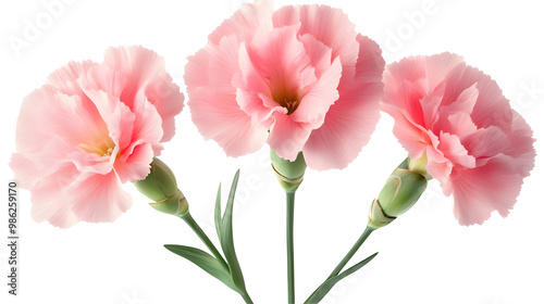 Three Delicate Pink Carnations Blooming with Green Stems and Buds Isolated on Transparent Background