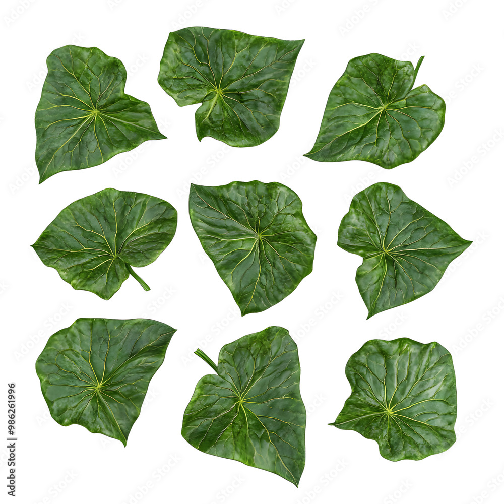 Vibrant green leaves on transparent background highlighting natural patterns